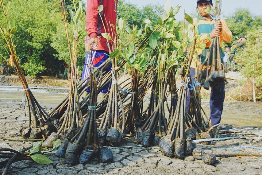 Surabaya Bakal Punya Kebun Raya Mangrove Pertama di Dunia?