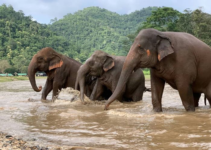 Duh! Kamera Drone Temukan Kumpulan Bangkai Gajah di Air Terjun Thailand