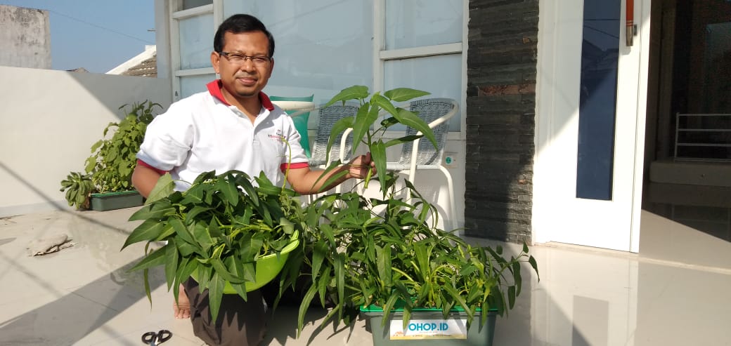 OHOP, Cara Tanam Sayur dan Ternak Ikan Sekaligus di Lahan Sempit untuk Masyarakat Urban