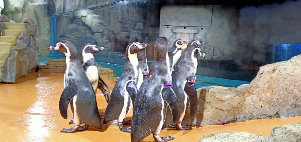 Libur Akhir Tahun? Yuk Cobain Serunya Feeding Penguin di Ancol