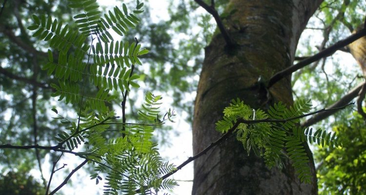 Pohon Sengon Jadi Penyebab Listrik Padam? Yuk, Cari Tahu Manfaatnya!