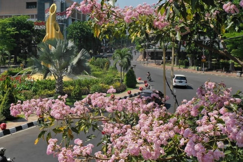 Bunga Tabebuya Telat Mekar di Surabaya Akibat Cuaca Tak Menentu