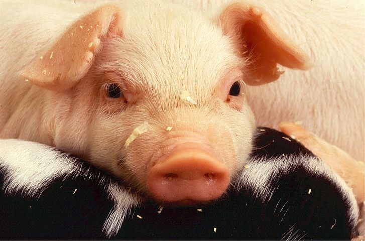 6 Fakta Virus G4, Flu Babi Jenis Baru yang Bisa Sebabkan Pandemi