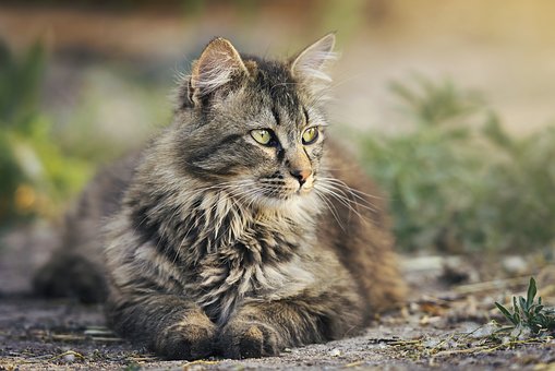 Heboh soal Kucing Mati Dipotong untuk Dijual, Pakar: Itu Tindak Pidana!