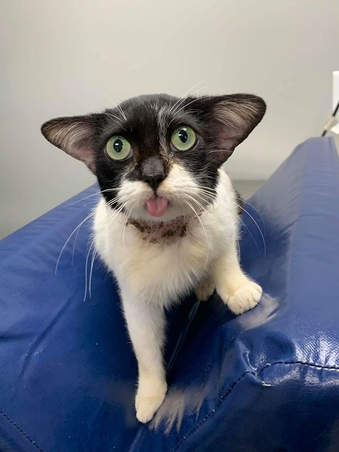 Mirip 'Baby Yoda Star Wars', Kucing Ini Jadi Perbincangan di Media Sosial