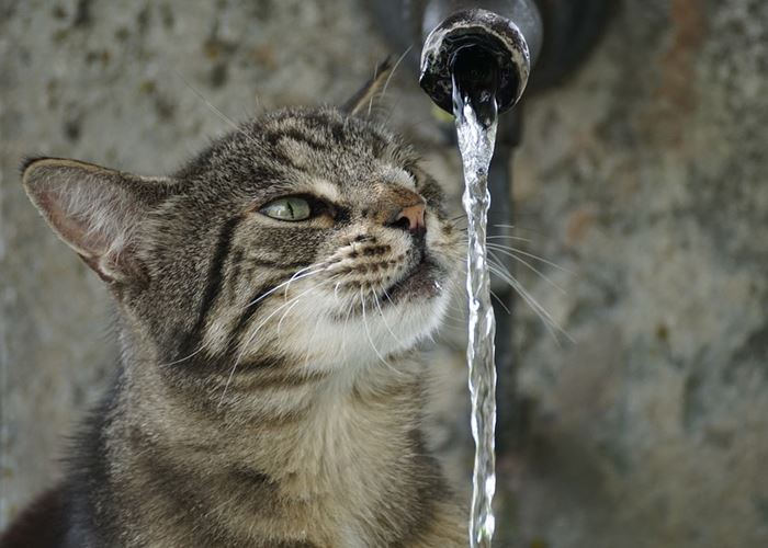 Viral Video Kucing Dicekoki Minuman Keras, Netizen Geram Bukan Main