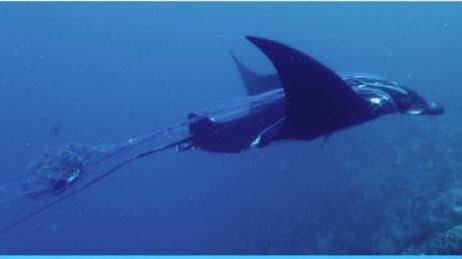 Kasihan! Ikan Pari Dilindungi Bernama Manta di Raja Ampat Terlilit Tali