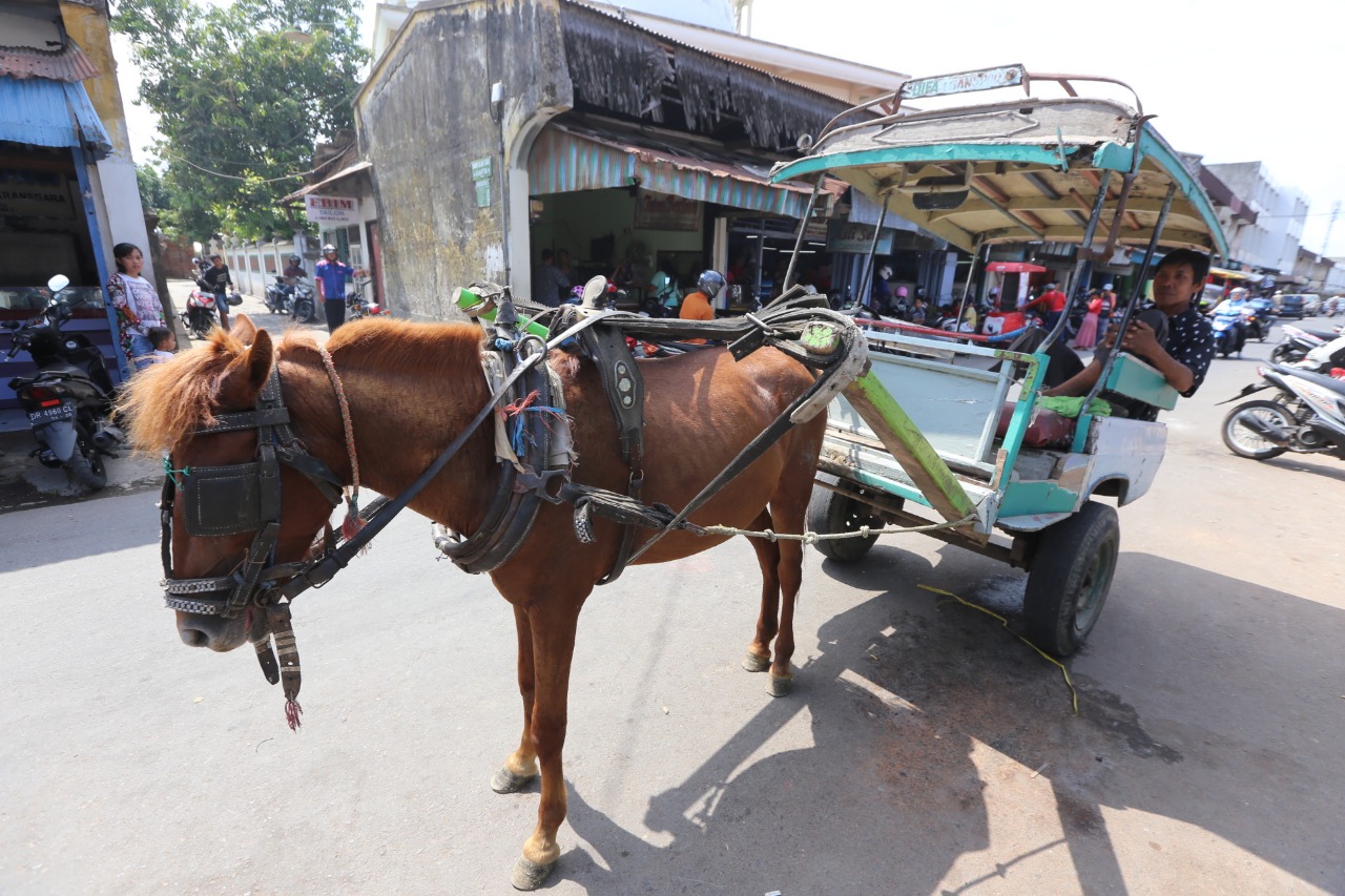 Cidomo Moda Transportasi Tradisional yang Masih Eksis di Zaman Milenial