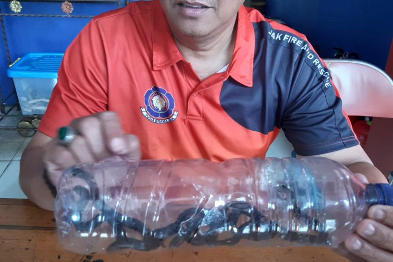 Waduh, 8 Ekor Anak Ular Kobra Kembali Ditemukan di Rawa Bambu Jakarta Selatan