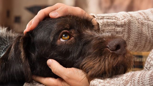 Benar Nggak Sih, Pelihara Anjing atau Kucing Dapat Turunkan Tekanan Darah?