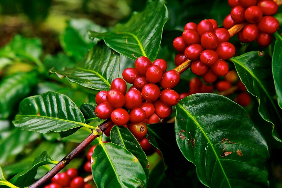 Keren, Biji Kopi Asal Bandung Capai Harga 168 Ribu per Kilo di Luar Negara