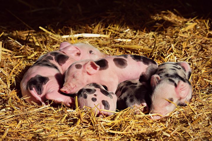 Kemenkes Tanggapi Flu Babi Jenis Baru yang Berpotensi Jadi Pandemi