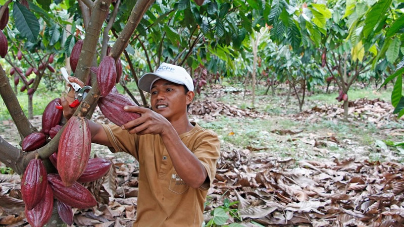 Hebat, Indonesia Punya Pusat Pengolah Kakao Jadi Cokelat Siap Konsumsi, Lho!