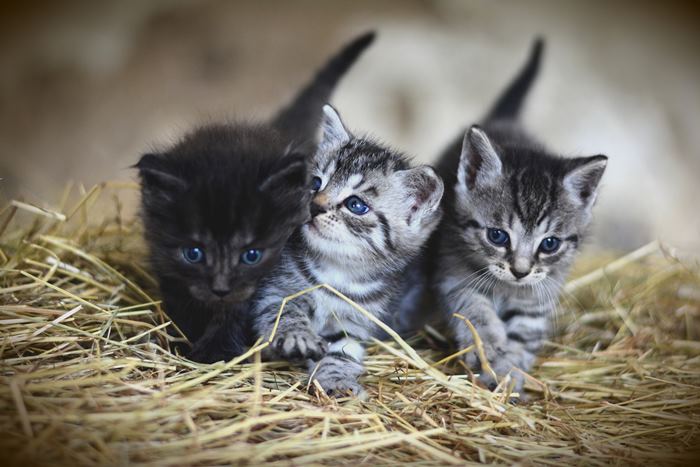 Kocak Abis! Begini Lucunya Aksi Kucing Ikut Lomba Tujuh Belasan