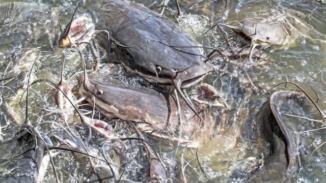 Yuk, Kenalan Sama 5 Spesies Baru yang Ditemukan di Indonesia Tahun Ini