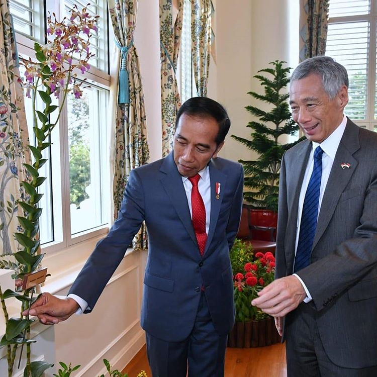 Anggrek 'Iriana Jokowi' Curi Perhatian Jokowi saat Berkunjung ke Istana Singapura