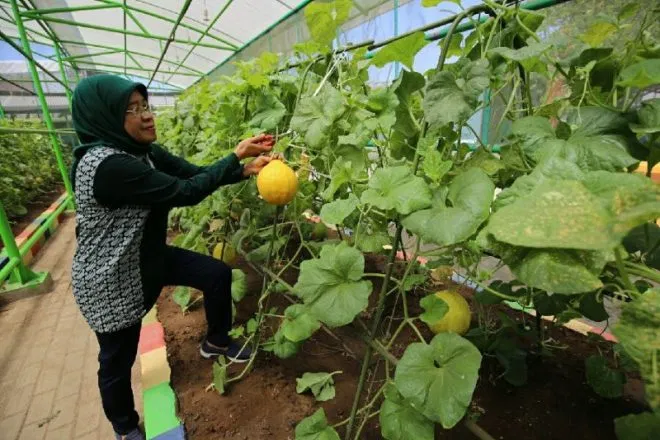 Panen Raya Sayur dan Buah di Mini Agrowisata, Warga Surabaya Boleh Petik Gratis