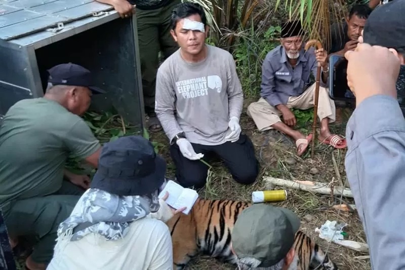 Anak Harimau yang Masuk Perangkap akan Dilepas di Taman Nasional Gunung Leuser Aceh 