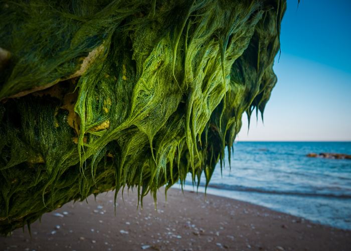 5 Manfaat Rumput Laut Buat Kecantikan