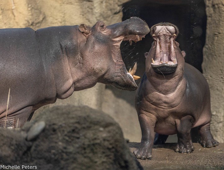 1585104661-cincinnatizoo.jpg