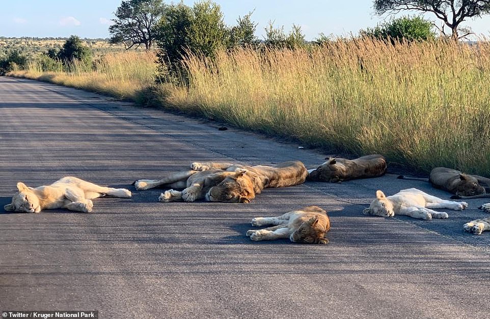 Efek Lockdown, Kawanan Singa Terbaring di Jalan Taman Nasional Afrika Selatan