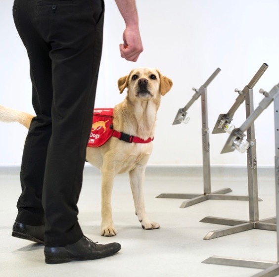 Peneliti Telaah Kemungkinan Anjing untuk Deteksi COVID-19 pada Manusia