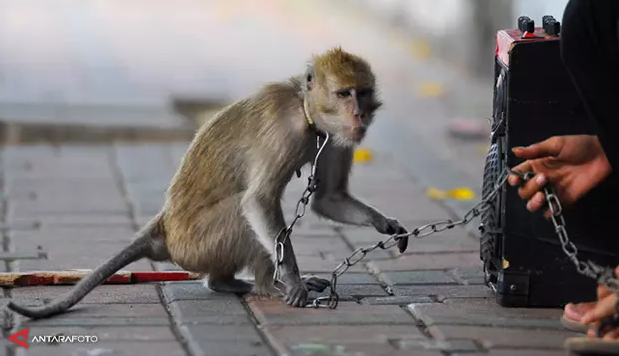 Asyik Nonton Topeng Monyet, Bocah di Surabaya Malah 'Diserang' Sang Monyet
