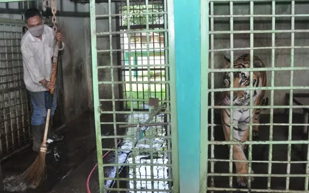 Terancam Kelaparan, Pemkot Medan Ambil Alih Pengelolaan Hewan di Medan Zoo