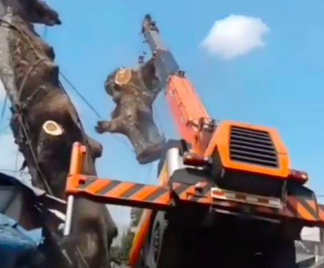 Niat Tebang Pohon, Mobil Crane di Malang Malah Terjungkal