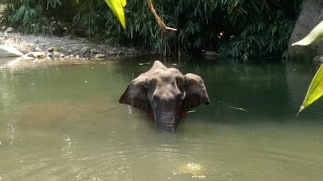 Pembunuh Gajah dengan ‘Bom Buah’ di India Ditangkap, Terancam 7 Tahun Penjara