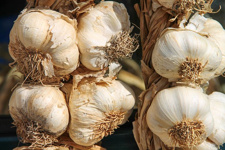 Sumut Siapkan 5 Daerah untuk Lahan Sentra Produksi Bawang Putih