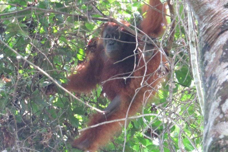 BBKSDA Sumut Lepasliarkan Orangutan Sumatera ke TNGL