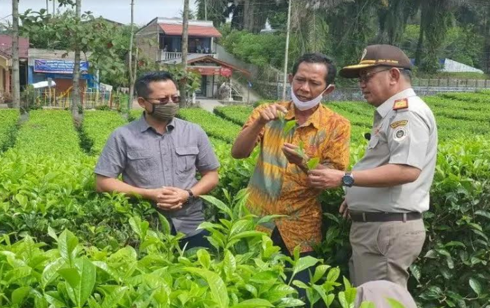 Sumatera Utara Ekspor Teh ke 9 Negara