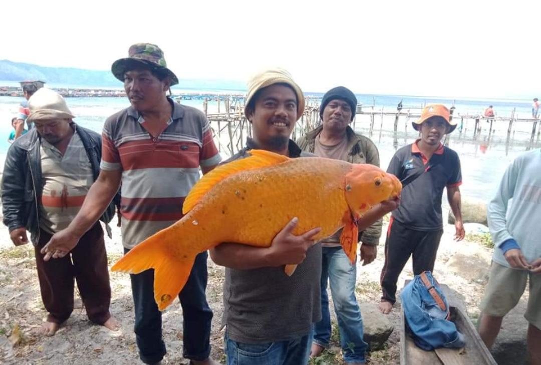 Ikan Mas Raksasa di Danau Toba Tertangkap, Warga Resah Bakal Ada Musibah