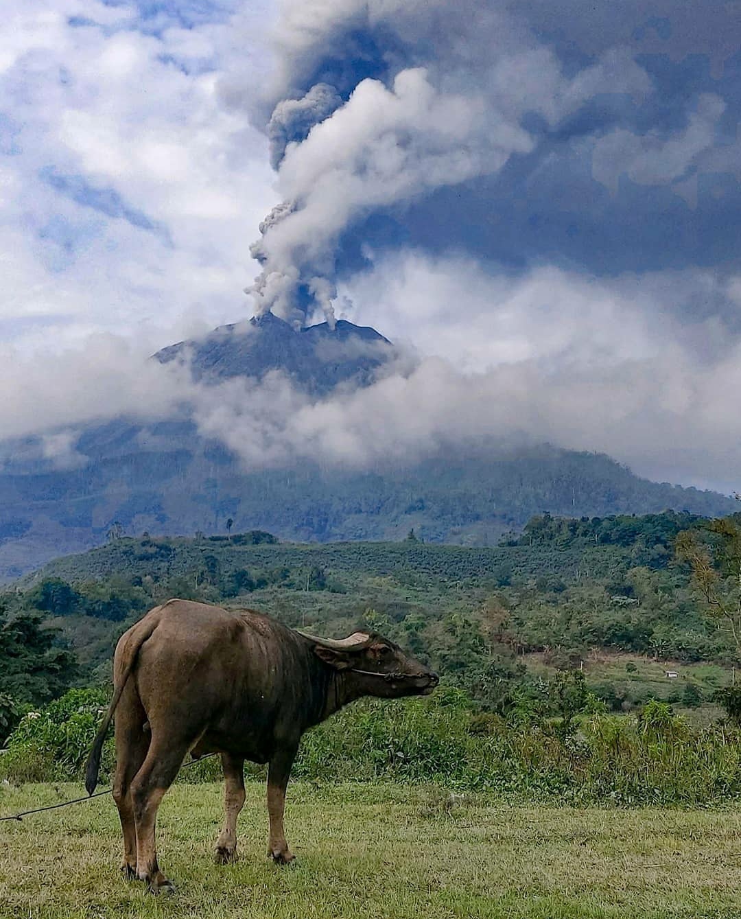 Gunung Sinabung Terus Erupsi, 4 Kecamatan Terdampak Abu Vulkanik