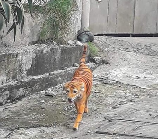 Asosiasi Hewan Malaysia Lacak Pelaku Pengecatan Anjing Menyerupai Harimau