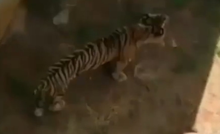 Viral Seekor Harimau Sumatera Bertubuh Kurus, Ini Faktanya!