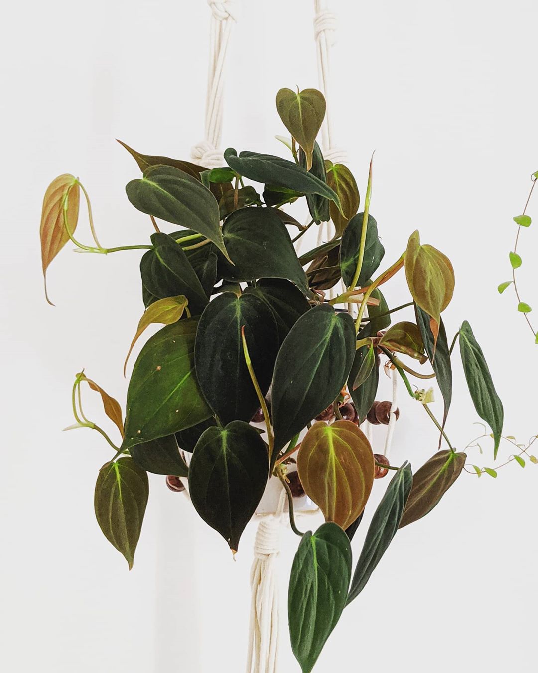 1601351457-philodendron.jpg