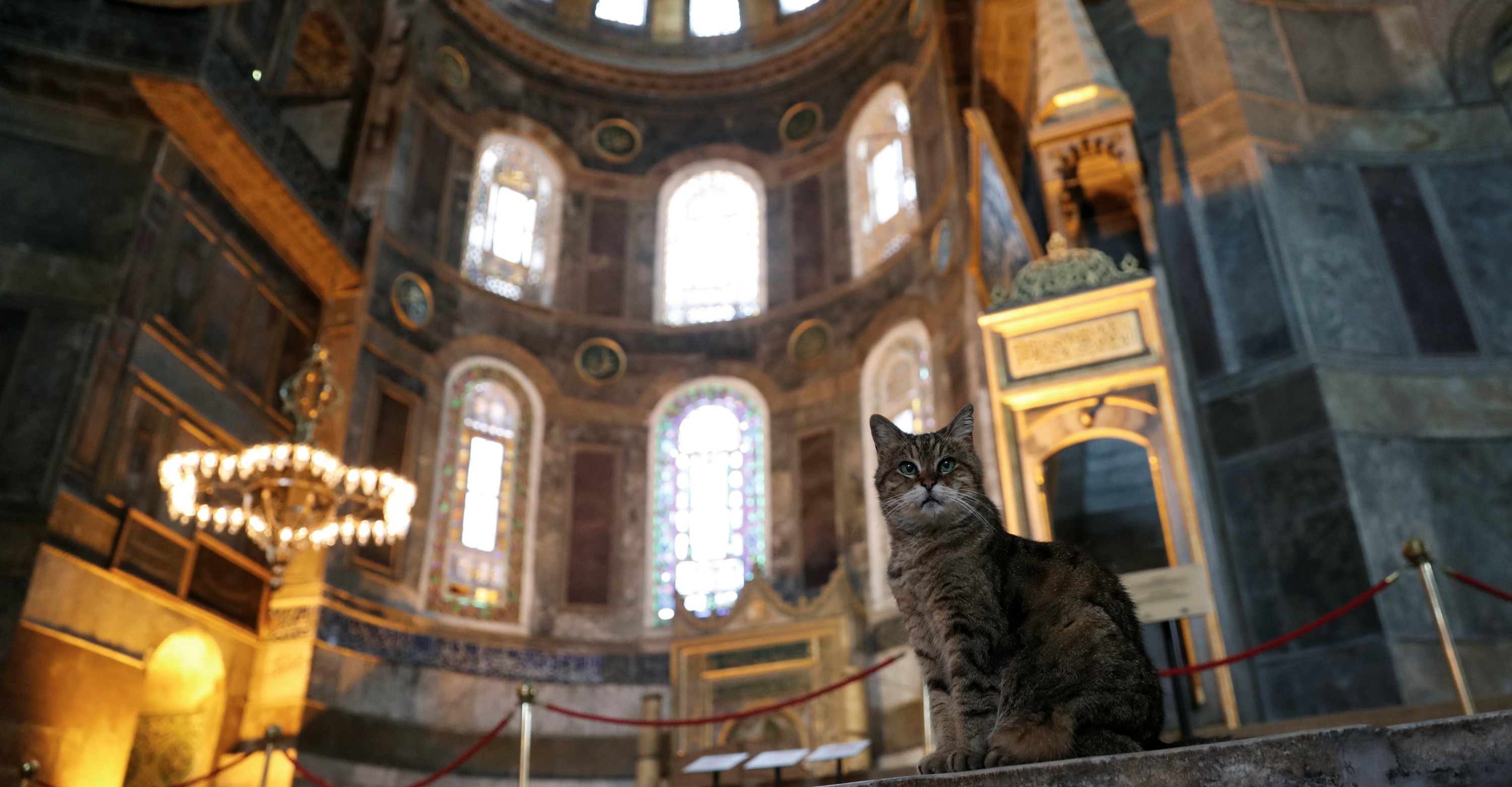 Gli, Kucing Penunggu Masjid Hagia Sophia Mati di Usia 16 Tahun 