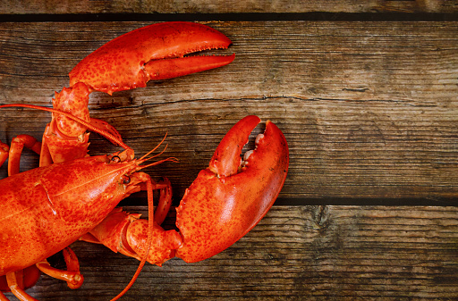 Jadi Sorotan, Ini 5 Alasan Harga Lobster Mahal