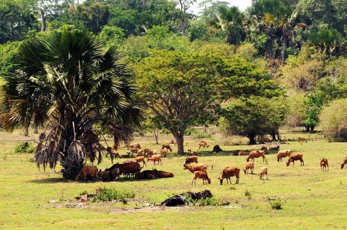Taman Nasional Alas Purwo Bakal Ditutup Mulai 30 Desember 2020