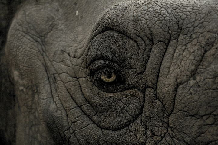 Neneng, Gajah Sumatera di Medan Zoo Mati di Usia 55 Tahun