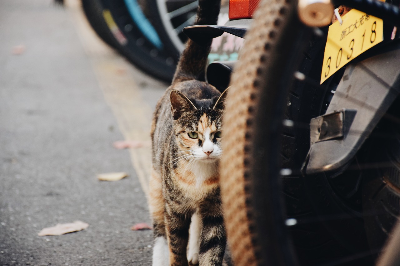 ITS Rilis Surat Edaran 'Kampus Bebas Kucing', Kenapa?
