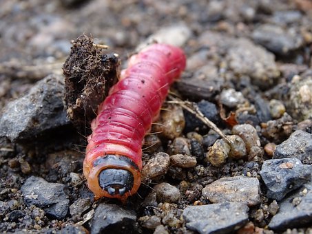 Maggot, Larva Lalat yang Digunakan untuk Mengolah Sampah Organik di Bandung