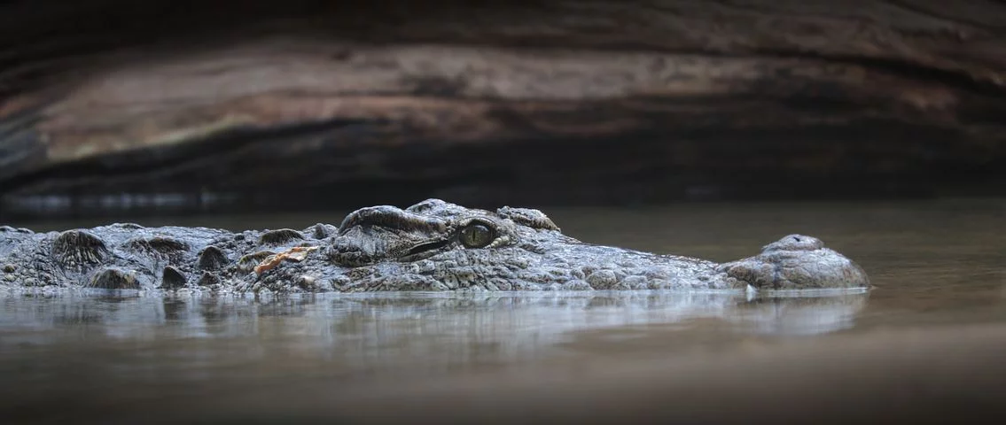 Warga Mandailing Natal Tangkap Buaya Berukuran 3 Meter