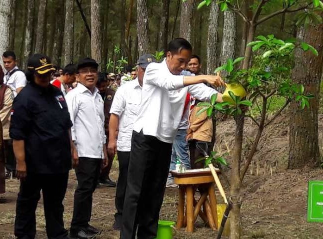 Jokowi Lepas "Abu dan Rossy" di Taman Nasional Gunung Merapi