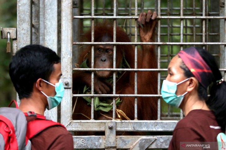 Terancam Punah, Orangutan Sumatera Kembali Dilepasliarkan di Aceh