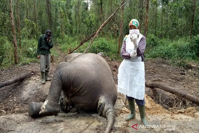 Puan, Bayi Gajah Sumatera Mati di PLG Minas Riau