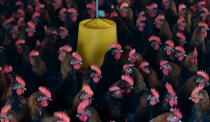 Virus Corona Belum Usai, Flu Burung Kembali 'Menyapa' Cina