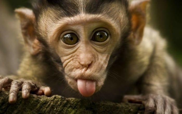 Video Viral Monyet Dipakaikan Kutek, Ini Tanggapan Dokter Hewan